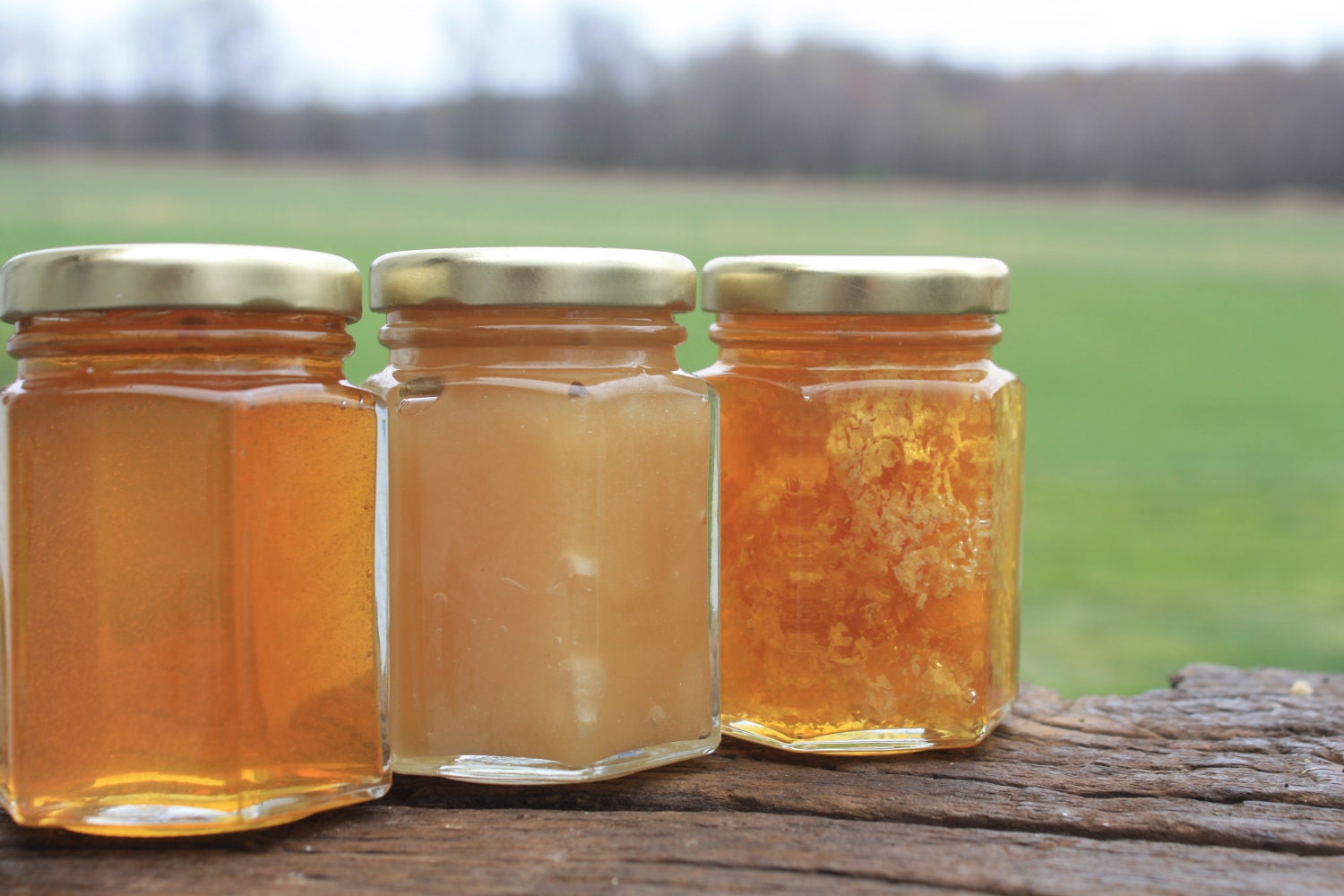 3 Raw Varieties of Honey from the Bee Hive --  All Natural Honey Sampler